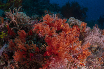 Beautiful underwater world of West Papua. Diving in Raja Ampat