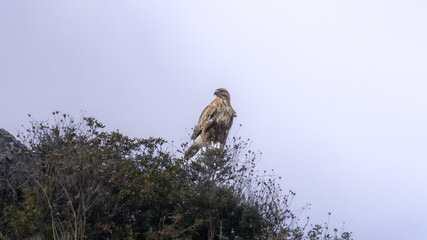 Long-Legged Buzzard (Buteo rufinus) Proudly Perched on Hilltop