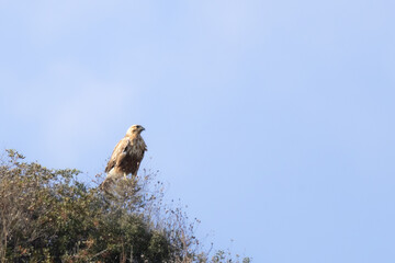 Long-Legged Buzzard (Buteo rufinus) Proudly Perched on Hilltop