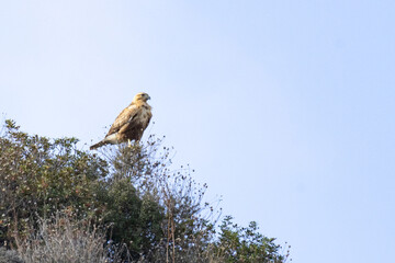 Long-Legged Buzzard (Buteo rufinus) Proudly Perched on Hilltop