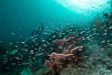 Fototapeta premium Diving in the underwater world of West Papua, Raja Ampat. Amazing coral gardens and fauna