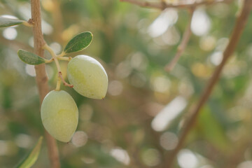 Cluster of green olives on branch in Mediterranean sunlight