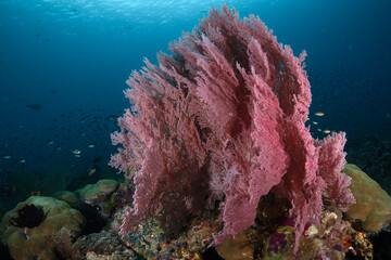 Beautiful underwater world of West Papua. Diving in Raja Ampat