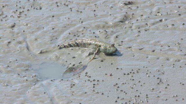 Mudskipper crawling and swimming on a muddy shore at a river. Cute Mudskippers sprawling around the mud
