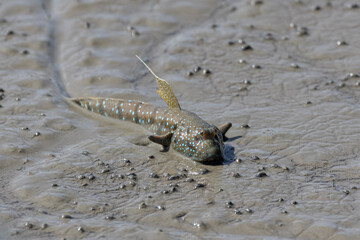 Mudskipper crawling and swimming on a muddy shore at a river. Cute Mudskippers sprawling around the mud

