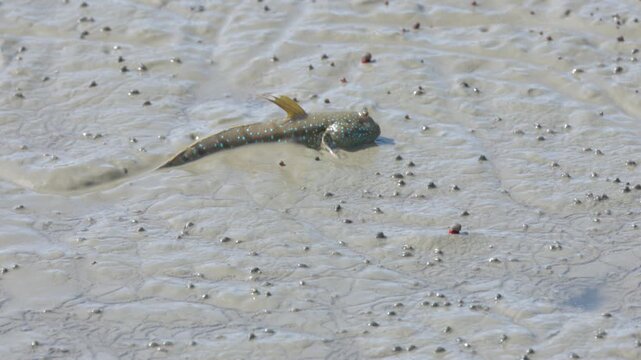 Mudskipper crawling and swimming on a muddy shore at a river. Cute Mudskippers sprawling around the mud
