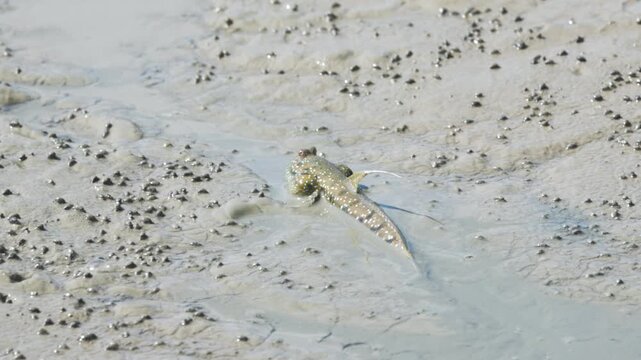 Mudskipper crawling and swimming on a muddy shore at a river. Cute Mudskippers sprawling around the mud

