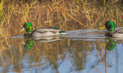 Male Mallards