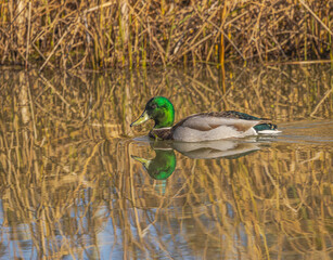 Male Mallard