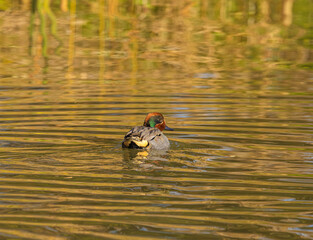 Green Winged Teal