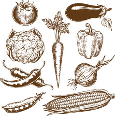 An engraving art style illustration collection of fresh garden vegetables hand drawn in vintage sketch style