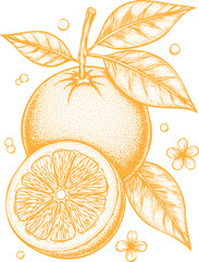 An engraving art style illustration hand drawn sketch of a whole orange fruit with a slice and leaves