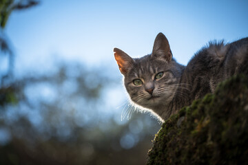 Portrait of a tabby cat lying on a low wall outdoors, seen from a low angle.