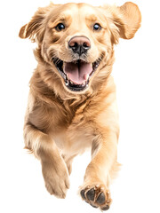 Fototapeta premium Happy dog running forward, isolated on transparent background, perfect for pet branding, joyful designs, animal themes, and energetic promotional visuals..