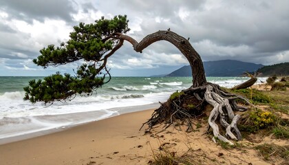 Eroded coastal tree leans towards ocean under cloudy sky, roots exposed on sandy shore, waves crashing in distance