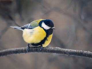 Titmouse perched on a tree branch