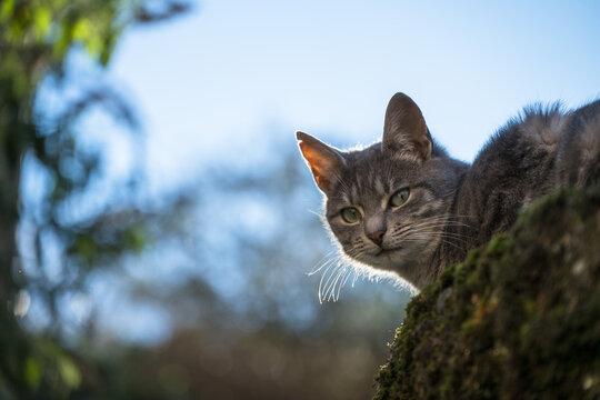 Portrait of a tabby cat lying on a low wall outdoors, seen from a low angle.