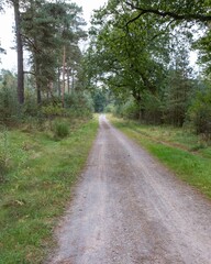 wide path through sparse pine forest