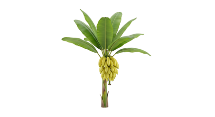 Banana Tree with Bunch of Yellow Bananas isolated on a transparent background banana plant 1