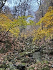 autumn in the forest
