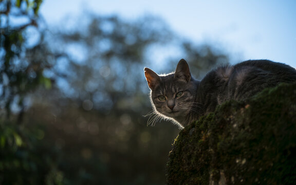Portrait of a tabby cat lying on a low wall outdoors, seen from a low angle.