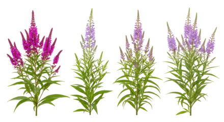 Collection of flowering spikes of Veronica plants in shades of pink and purple