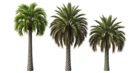 Three realistic palm trees isolated on a white background, perfect for tropical scenes and resort designs