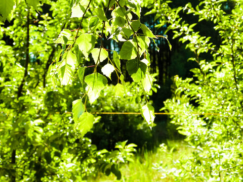 Close up of brich-tree leaves and bushes in a background.