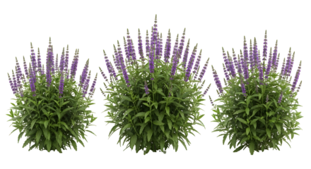 Three lush flowering plants with purple spikes on a white background