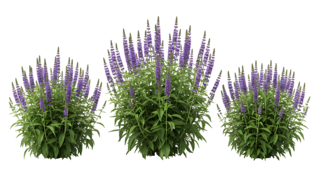 Three clusters of purple flowering plants with lush green foliage on a white background