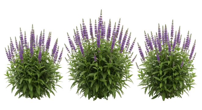 Three lush flowering plants with purple spikes on a white background