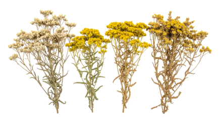 A beautiful collection of four dried yellow everlasting flower stems, showcasing different stages of preservation, isolated on a white background
