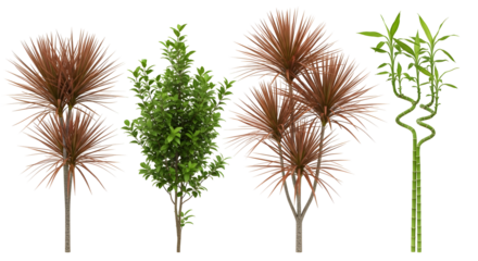 Collection of tropical plants and ornamental grasses on white background