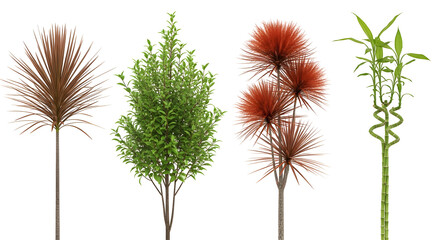 Obraz premium A diverse collection of four isolated ornamental plants including lucky bamboo and dracaena on a white background
