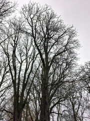 silhouette of a bare tree