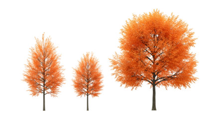 Vibrant Autumn Trees in Shades of Orange and Yellow Against a White Background