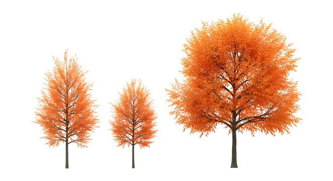 Vibrant Autumn Trees in Shades of Orange and Yellow Against a White Background