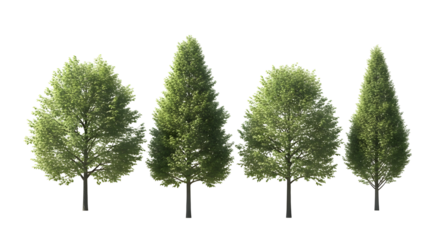Collection of four deciduous trees of varying shapes and sizes against a white background
