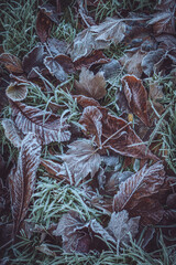 Autumnal leaves on grass covered in morning frost