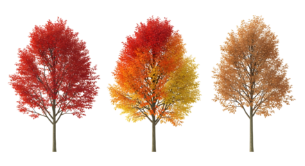 Vibrant Autumn Trees Displaying a Spectrum of Red, Orange, and Yellow Hues on a White Background