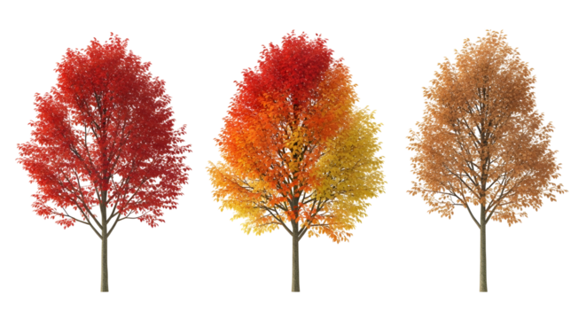 Vibrant Autumn Trees Displaying a Spectrum of Red, Orange, and Yellow Hues on a White Background