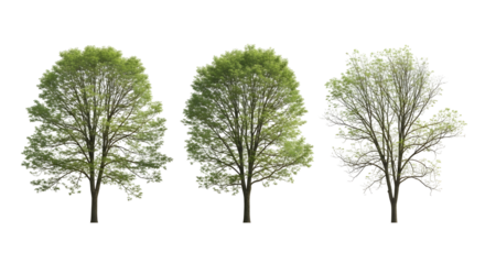 A collection of three isolated deciduous trees with lush green leaves on a white background, showing seasonal foliage variation