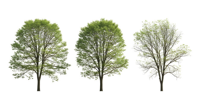 A collection of three isolated deciduous trees with lush green leaves on a white background, showing seasonal foliage variation