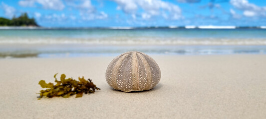 sea shells on the beach