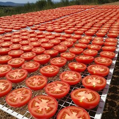 Illustration of rows of fresh red tomatoes cut in half and laid out to dry in the sun