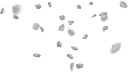 Celebration luxury with silver rose petals confetti for greeting, holiday, birthday party, wedding on background