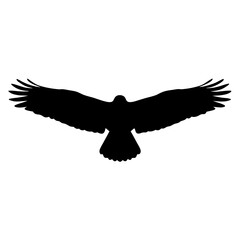 Majestic silhouette of a soaring bird of prey against white background