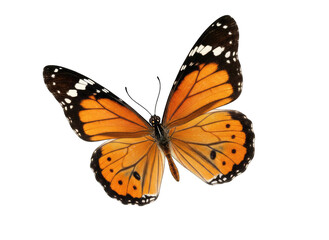 Fototapeta premium Orange Monarch Butterfly With Black And White Spots On Wings Isolated On Black Background Detailed Macro Photography