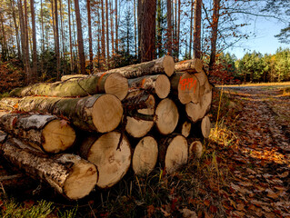 Freshly cut stacked pine logs in a sunny autumn forest clearing, marked timber ready for transport in sustainable forestry and logging operations