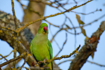 Rose-ringed parakeet perched on tree branch close-up